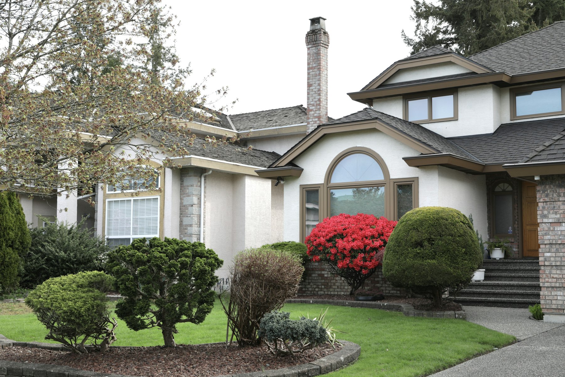 Suburban front yard with sculpted evergreen shrubs, a blooming red rhododendron, and a tidy lawn along the walkway