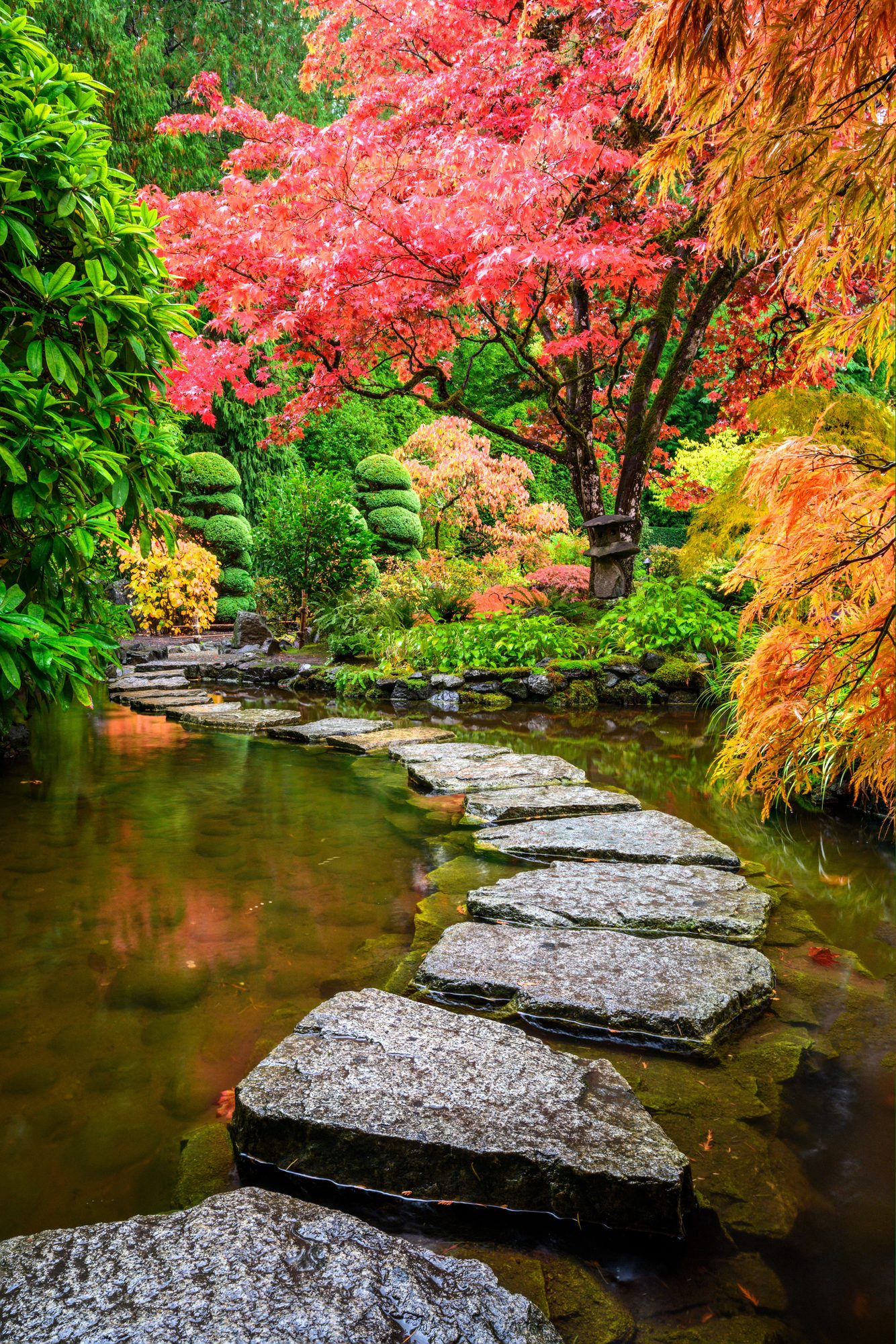 Stepping stones crossing a pond beneath a red Japanese maple and clipped topiary
